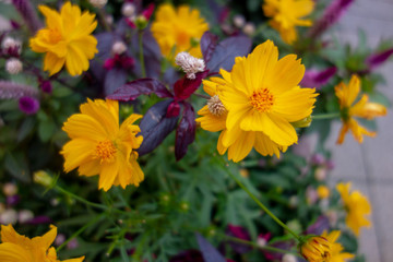 屋外に咲いたキバナコスモスとケイトウ