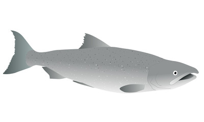 Illustration of a salmon viewed from the side
