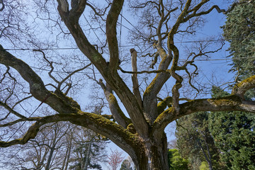 Large and old branched tree styphnolobium japonicum in spring and without leaves, against the blue sky in the European garden of Germany