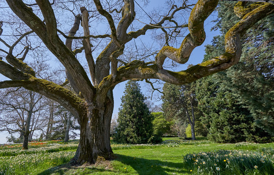 Large and old branched tree styphnolobium japonicum in spring and without leaves, against the blue sky in the European garden of Germany