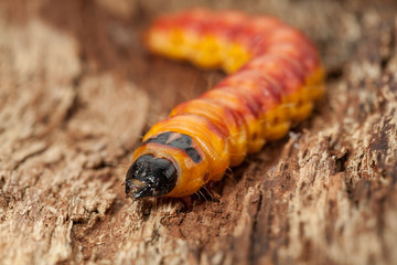 Goat moth caterpillar on bark