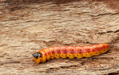 Cossus cossus on bark
