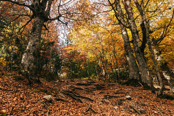 Fototapeta premium Autumn in the forest