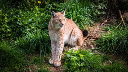 Lynx