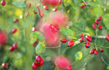 Red Wild Roses on the green background	
