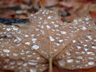 automne
