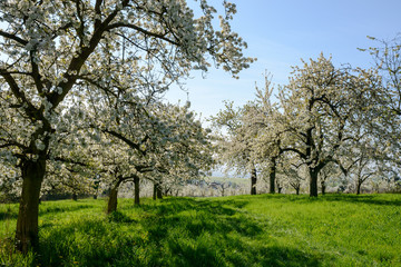 Obstbaumkulturen im Rheingau
