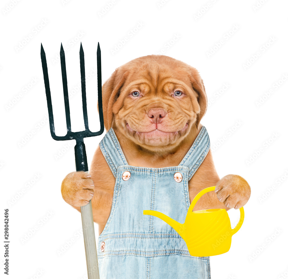 Poster Smiling puppy farmer holds a watering can and pitchfork. isolated on white background