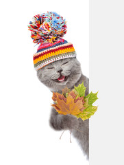 Obraz na płótnie Canvas Happy cat wearing a warm hat holds a dry leaves gehind empty white banner. isolated on white background