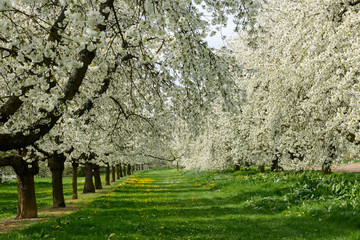 Blühende Kirschbäume auf einer Obstplantage