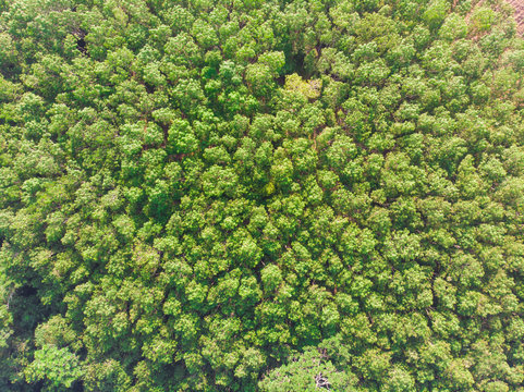 Aerial view green tree tropical rainforest © themorningglory