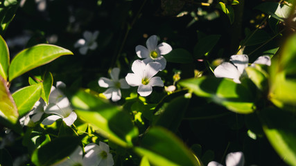 white flowers in the garden