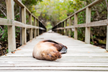 Lazy sea lions hanging around at the beach and on boardwalks, Isabela Island, Galapagos Islands, Ecuador, South America