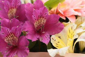 bouquet of flowers lila freesia