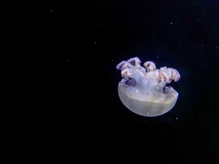 Naklejka na ściany i meble Blurred jellyfish moving through water in aquarium on black background.
