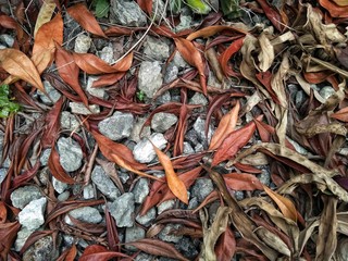 background of dry leaves