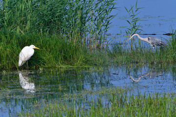 Graureiher und Silberreiher