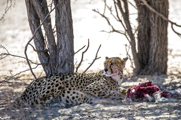 Fototapeta na wymiar Cheetah Eating Prey Under A Tree At A National Park