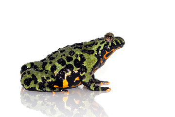 Obraz premium Oriental Fire-bellied Toad, Bombina orientalis, in front of white background