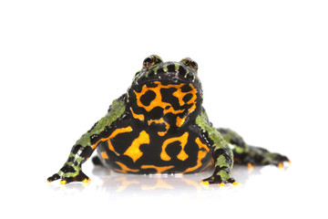Obraz premium Oriental Fire-bellied Toad, Bombina orientalis, in front of white background