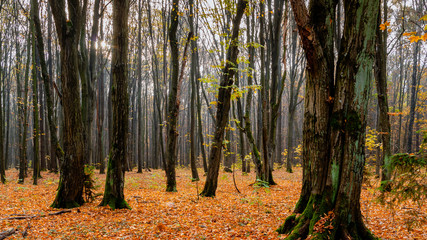 Las Zwierzyniecki, Polska złota jesień, Białystok,Podlasie, Polska © podlaski49