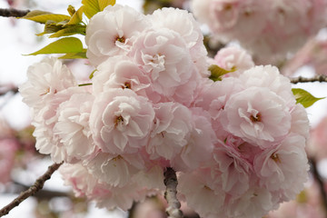 八重咲きの満開の桜