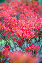 紅葉