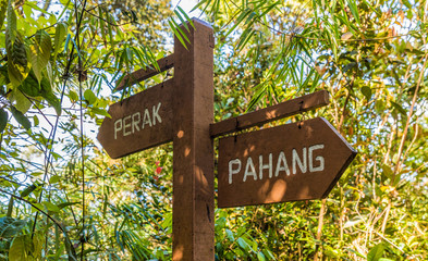 A view in The Mossy forest in Cameron Highlands in malaysia