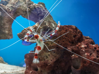 Red and white shrimp in aquarium.