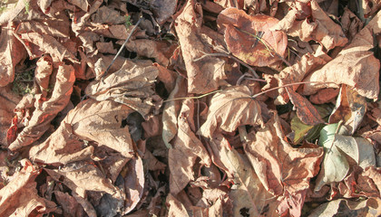 Autumn, fallen leaves.