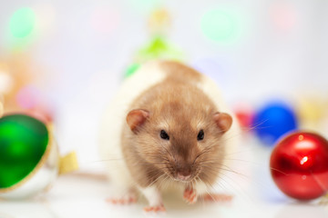 Rat sitting at colorful christmas decorations