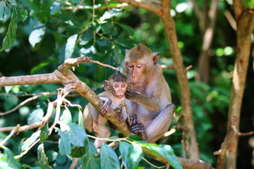 Monkey mom taking care of her baby,  Monkeys sitting on tree branch