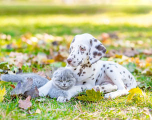 Obraz premium Dalmatian puppy hugs kitten in sunny autumn park