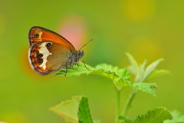 Coenonympha arcania 671