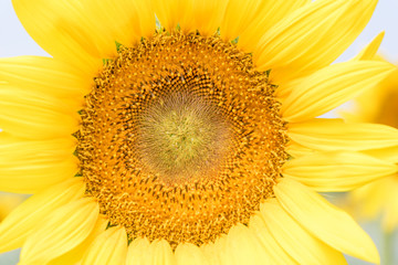 close up of a sunflower 