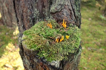 Yellow shining mushrooms (Calocera viscosa) growing out of a tree stump covered with bright green moss