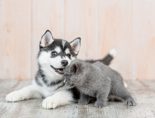 Playful Siberian Husky puppy gnawes a kitten’s ear at home