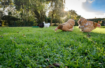 Isolated view of a Hen seen looking for food within a large garden in late spring. Foraging for food in the soil and grass, another chicken is seen sitting in the bush.