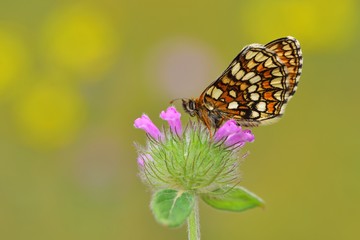 Melitaea athalia 673