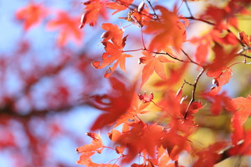 紅葉の風景/山中湖