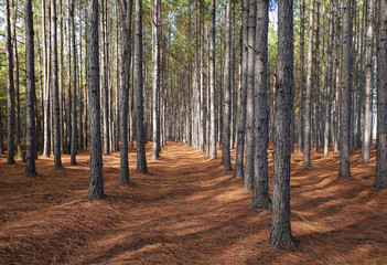 A grove of pine trees planted in a straight line so they grow straighter and taller as a result of...