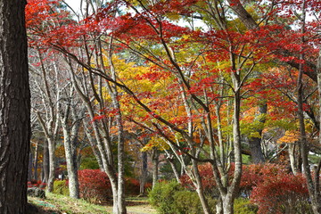 紅葉の風景/山中湖