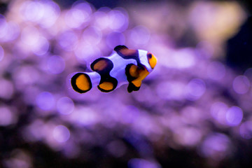 Blurred the Ocellaris Clownfish in marine aquarium.Orange nemo clown fish.