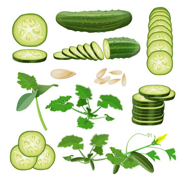 Fresh cucumber set, vector in realistic style