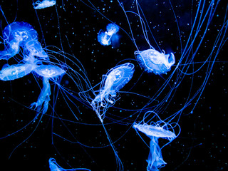 Blurred jellyfish moving through water in aquarium on black background.