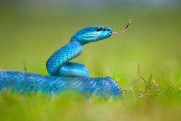 green snake on grass