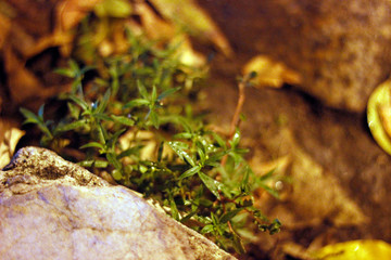 autumn leaves on the ground