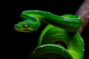 green snake