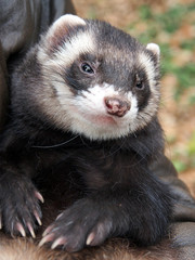 Cute ferret posing sitting on his hands, close-up.