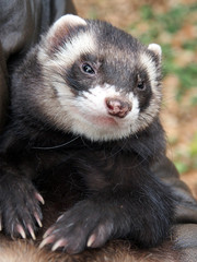 Fototapeta na wymiar Cute ferret posing sitting on his hands, close-up.